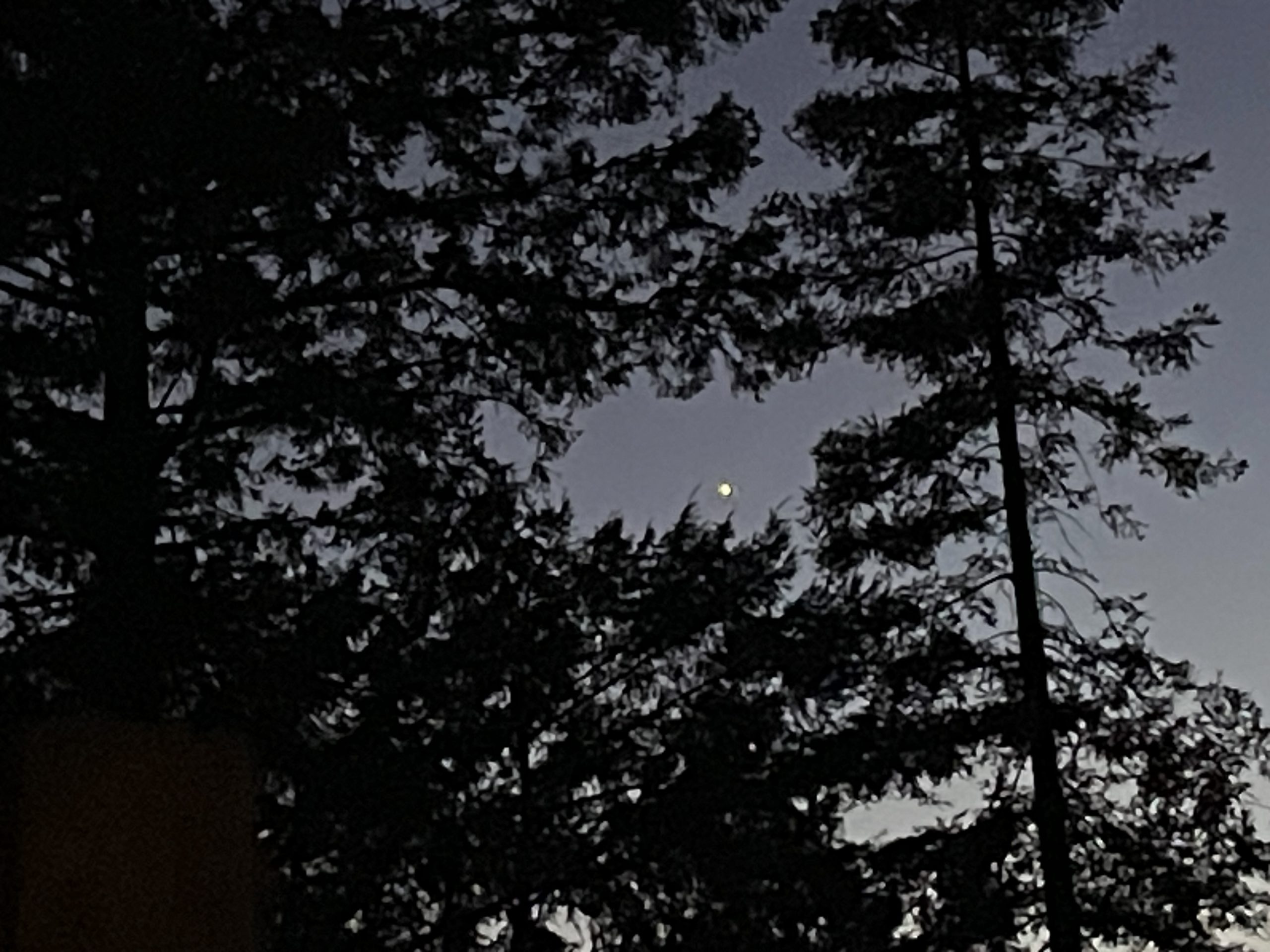 Moonlight