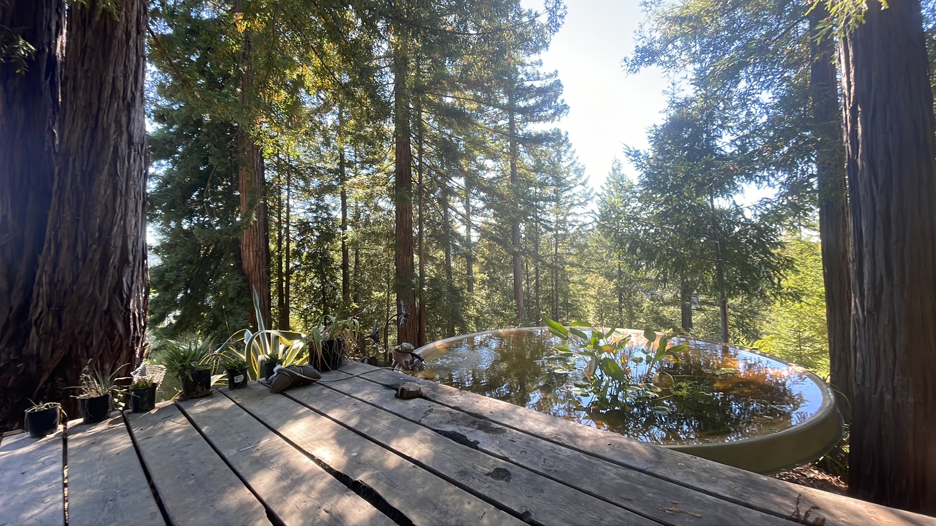 West deck and pond
